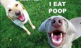 视频爆料狗狗吃屎图片大全,真实图片大曝光